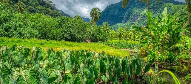 Hyline à Tahiti, Hyline à Tahiti